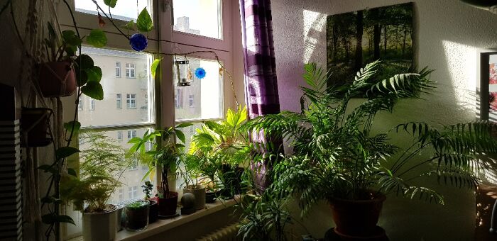 This Only One Half Of My Plants In The Livingroom