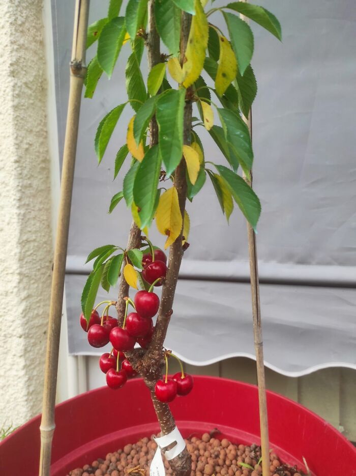 Our Little Cherry Tree