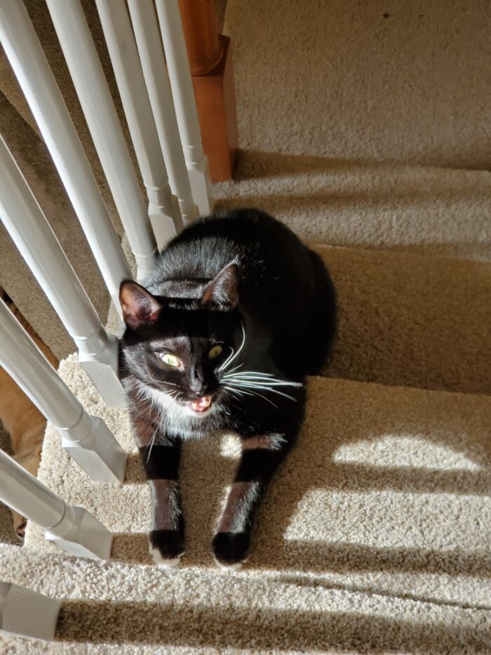 My Little Derp Chilling In The Sun!