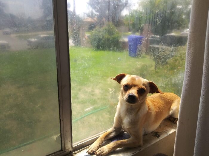 Spikey Loves Window Sill Rain Or Sunshine