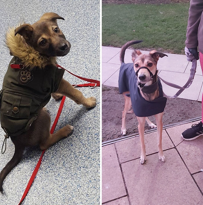 My Little Lady, 2017 To Now. Unfortunately The Coat Doesn't Fit Anymore