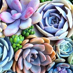 channeilbrown avatar