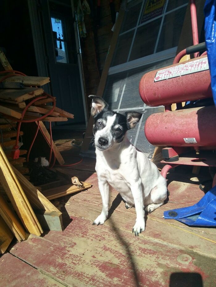 Older Pic.ruby Went To The Vet A Few Days Ago. 17 1/2 Is Very Old For Her Breed. Kid