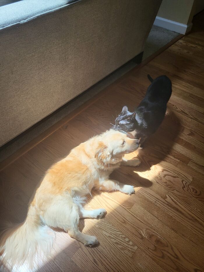 These Guys Took The Only Little Bit Of Sun In The House