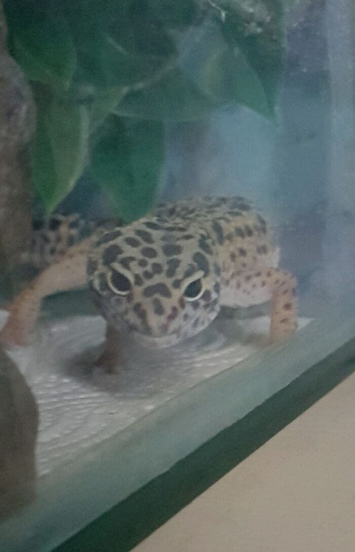 Ivy The Leopard Gecko 🦎