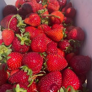 penelopelozoya_1 avatar