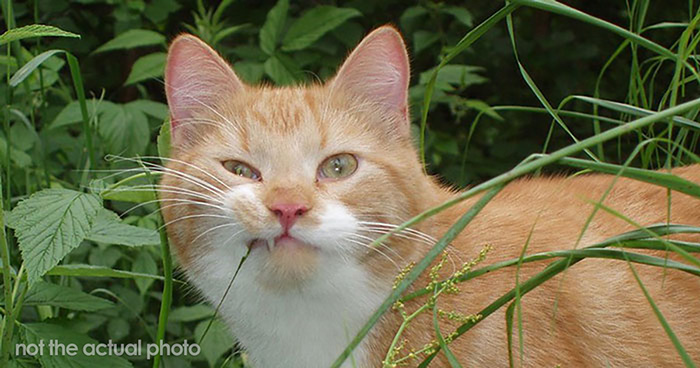 Person That Suffers From Allergy Went On A Date With A Cat Owner, Guy Caused A Scene When Told The Relationship Wasn’t Going To Work