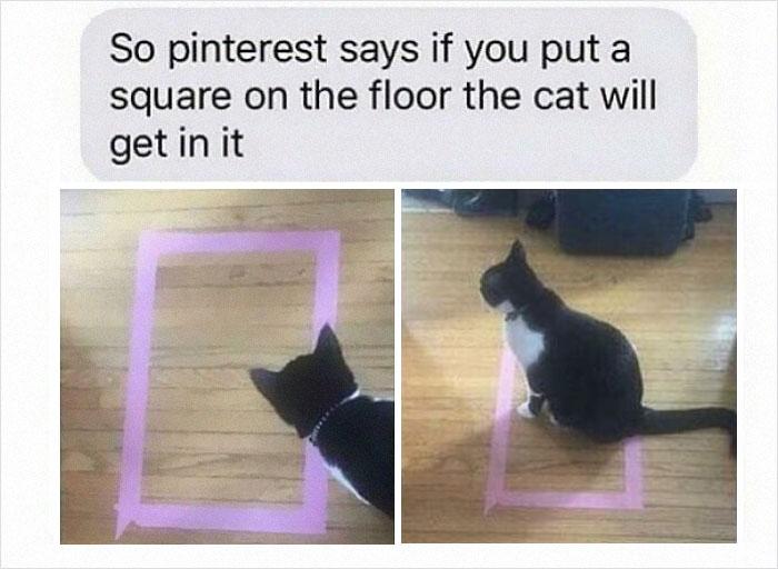 Imaginary Cat Trap