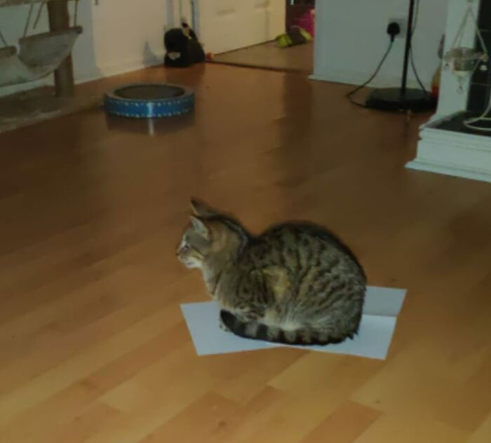 Atrapé a mi gato poniendo 2 pedazos de papel en el piso y esperé