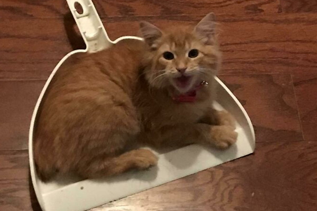 50 Times Cat Owners “Set A Trap” To Catch Them And It Was Successful