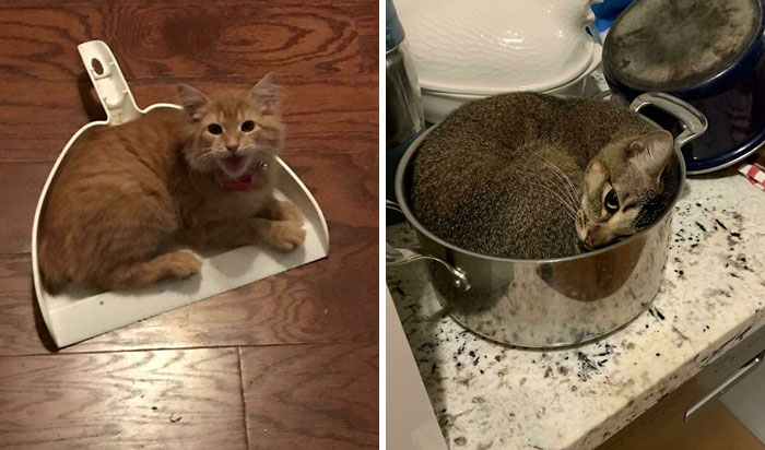50 Times Cat Owners “Set A Trap” To Catch Them And It Was Successful