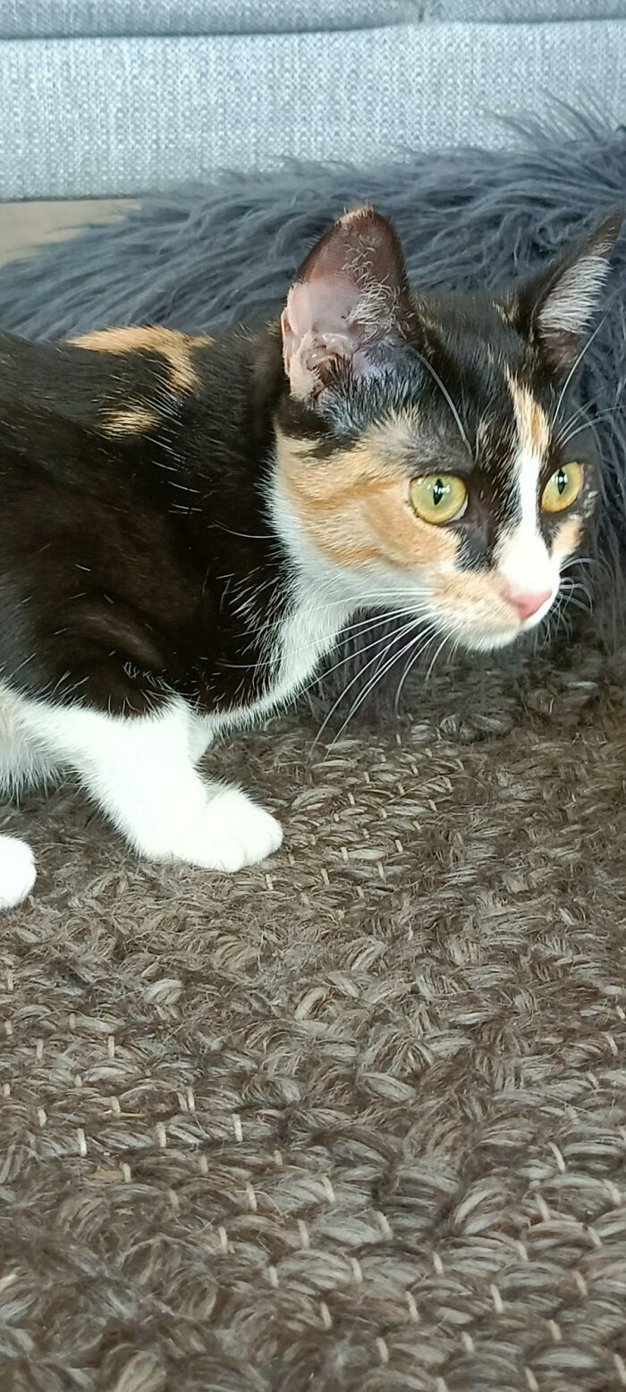 Coco Kitten