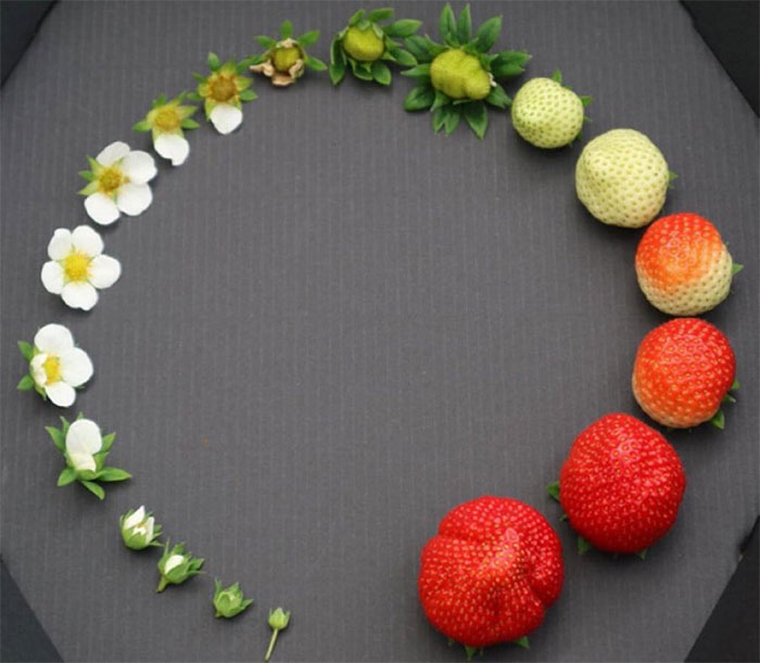 The Life Cycle Of A Strawberry Is Neat