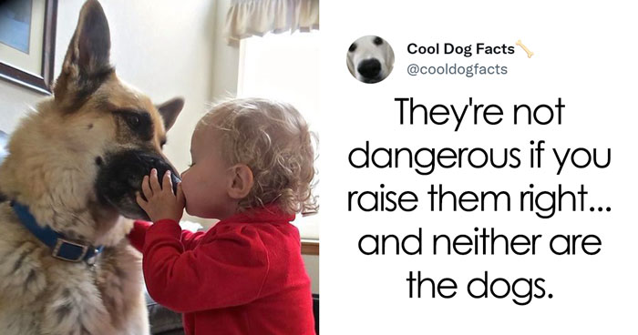 30 Tweets That Show Dogs Are Truly Man’s Best Friends, Shared By This Twitter Account Dedicated To Cool Dog Facts