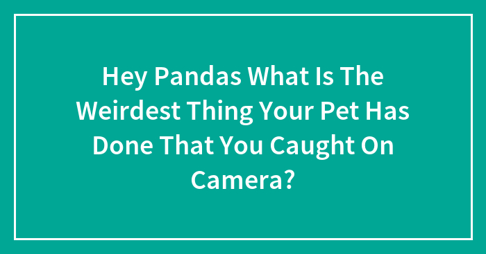 Hey Pandas What Is The Weirdest Thing Your Pet Has Done That You Caught On Camera?