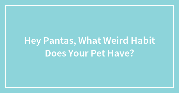 Hey Pandas, What Weird Habit Does Your Pet Have?