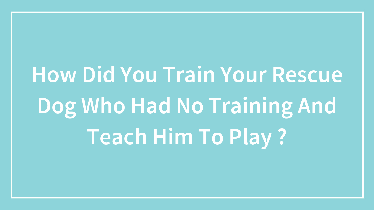 How Did You Train Your Rescue Dog Who Had No Training And Teach Him To Play ?