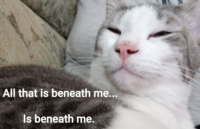 Hey Pandas, Meme Your Pet (Closed)