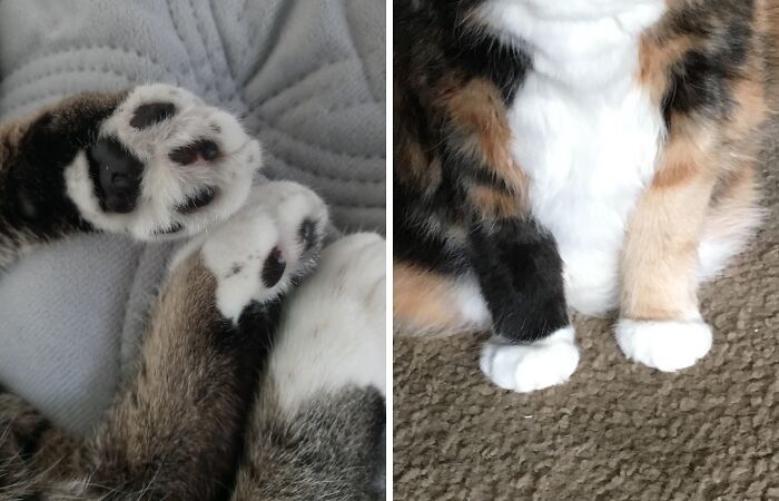 Hey Pandas, Post A Photo Of Your Pet’s Paws (Closed)