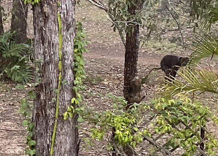 Hey Pandas, Post Your Funniest Accidental Photo Of Animals Outside