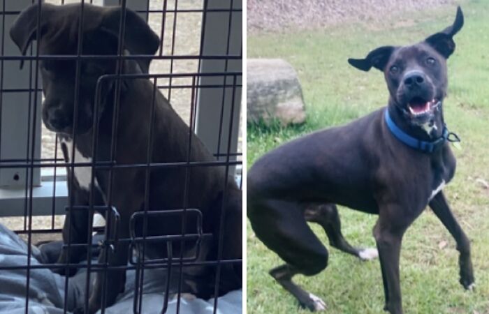 Hey Pandas, Post The Best Before And After Pics Of Your Pet (Closed)