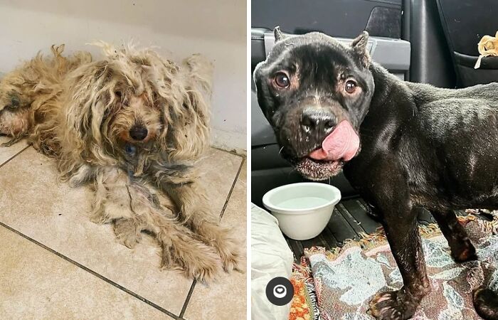 We Kept Finding Dogs On The Brink Of Death In Detroit – So We Started A Dog Rescue (13 Pics)