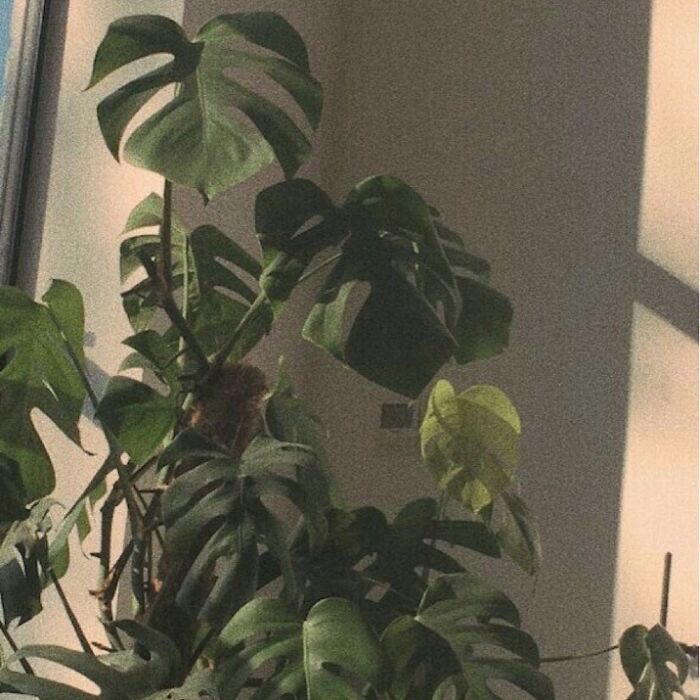 Hey Pandas, What Is Your Favorite Picture Of A Plant That You Captured? (Closed)
