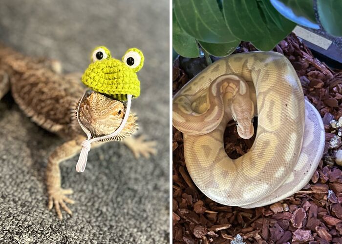 Hey Pandas, Show Your Exotic Pets (Closed)