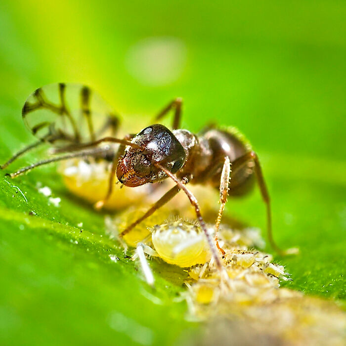 My 25 Images Show The Secret Life Of Ants