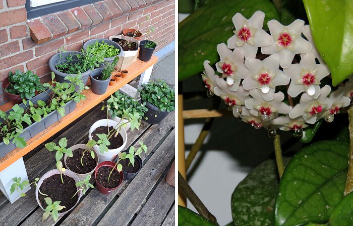 Hey Pandas, Share A Picture Of Your Plants (Closed)