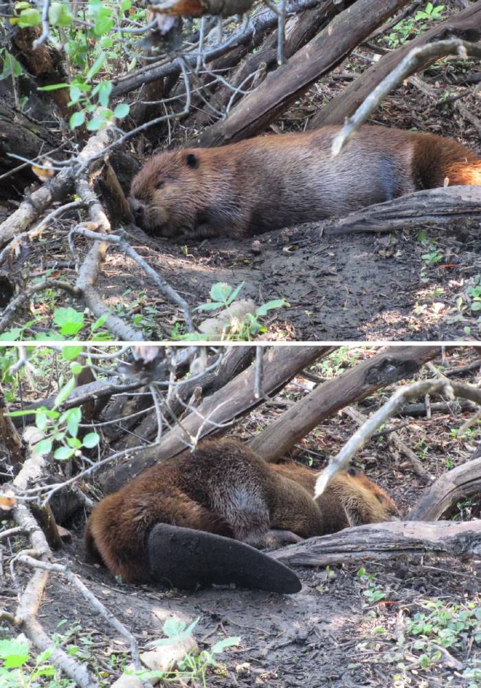 Not Too Often Do You See A Beaver Asleep In Daylight Outside Of The Lodge, But Today The Adult Male At Our Beaver Pond Had A Couple Of Long Naps In The Shade