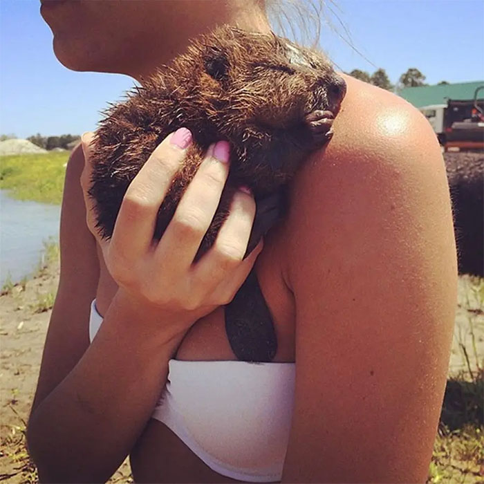 Adorable Baby Beaver
