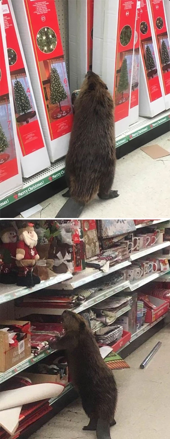 Beaver Spotted In Supermarket Looking For An Artificial Christmas Tree