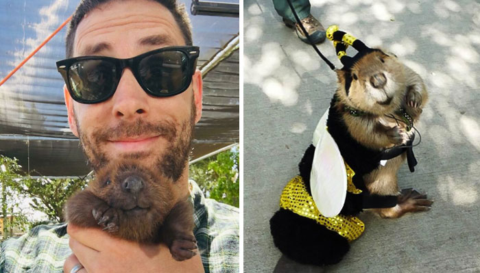 25 Adorables fotos de castores encontradas en internet