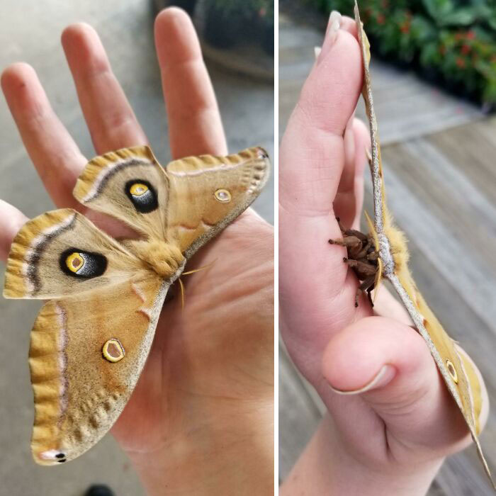 Cute Moth I Rescued From A Screened In Room At My Nursery In Central FL
