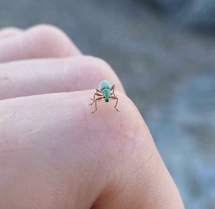 A Teal Colored Weevil