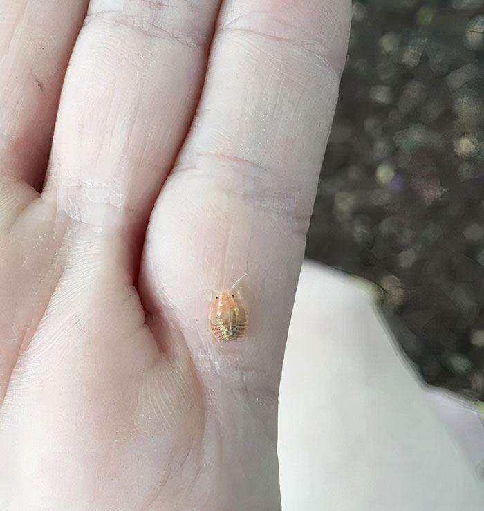 It’s Kind Of Orangish-Yellow And A Little Fluffy. It Looks Like Some Kind Of Beetle To Me. Found In North-Eastern Germany