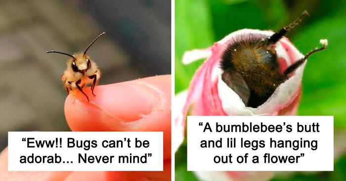 Close-up of a small cute bug on a finger and a bumblebee's legs hanging out of a flower, showcasing beautiful bugs.