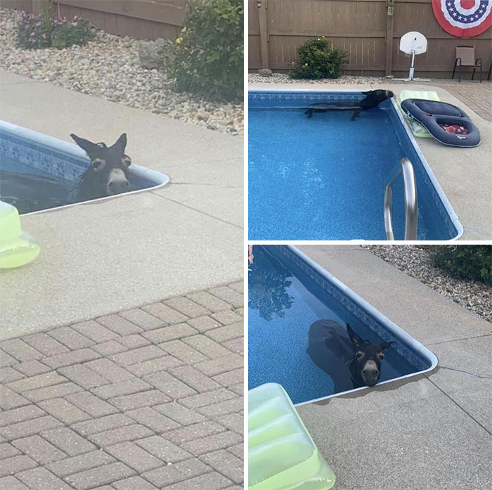 El burro de mi vecino jugando en mi piscina