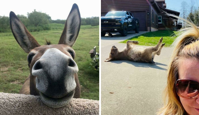Donkeys Can Be Cute Too And Here Are 40 Pics To Prove That