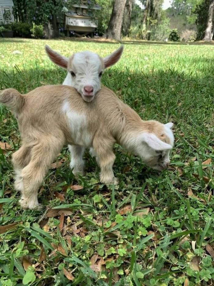 two baby goat playing in the yard