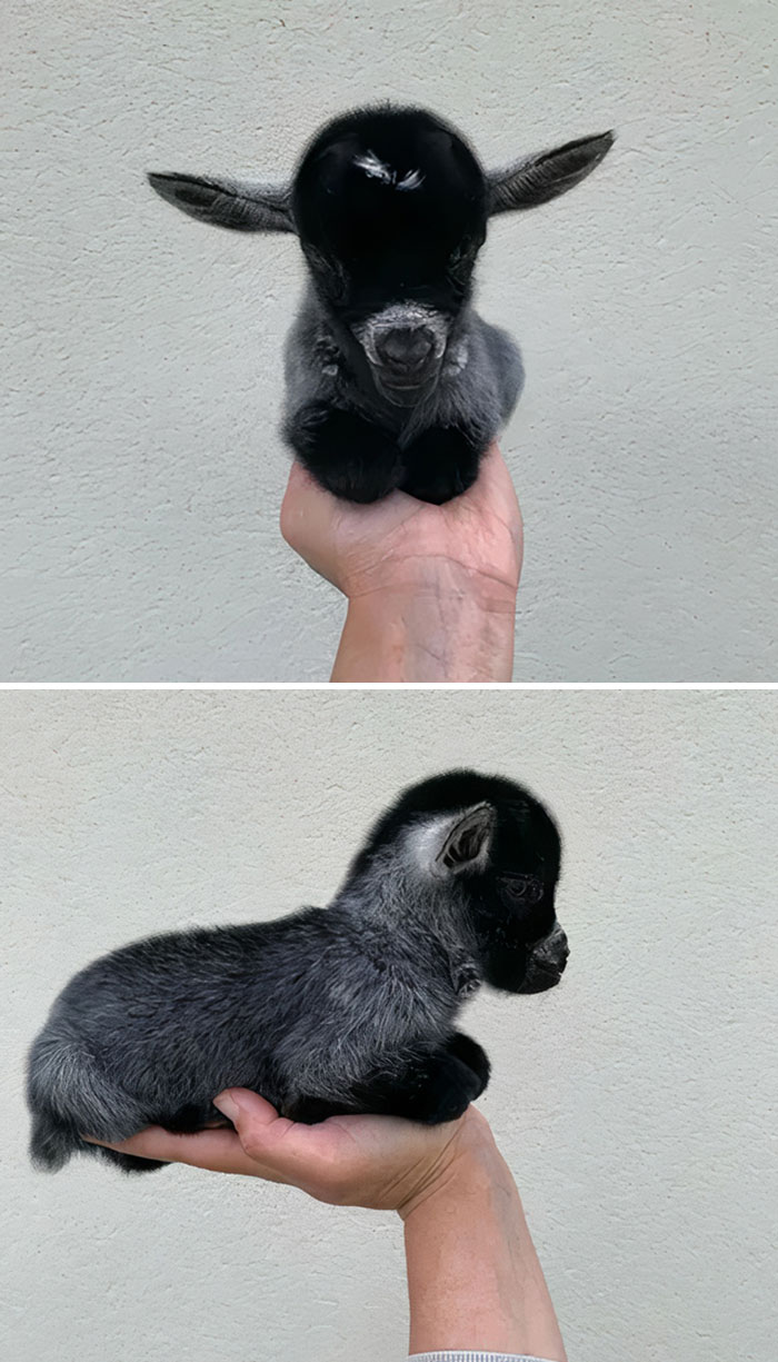 a black baby goat on the human's palm