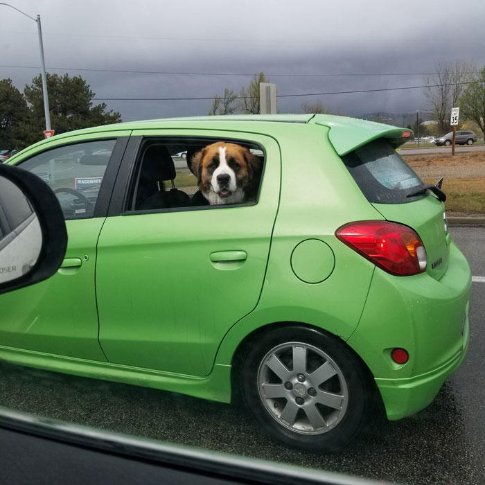 Spotted Large Doggo In Tiny Car Today. Large Doggo Looks Very Happy. 10/10 Would Give Belly Rub And All The Pets And Scratches