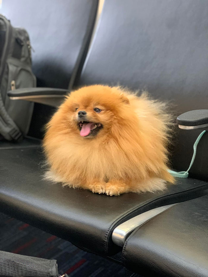 This Is Bodhi. One Could Say He Put The “Hair” In O’hare. His Humans Were Kind Enough To Allow Me To Chat And Take This Photo. He Was The Sweetest Little Fluff Who Ever Fluffed