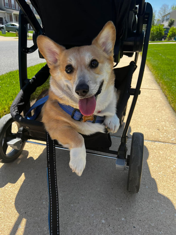 Oliver Loves Going For Nice Long “Walks” On A Sunny Day