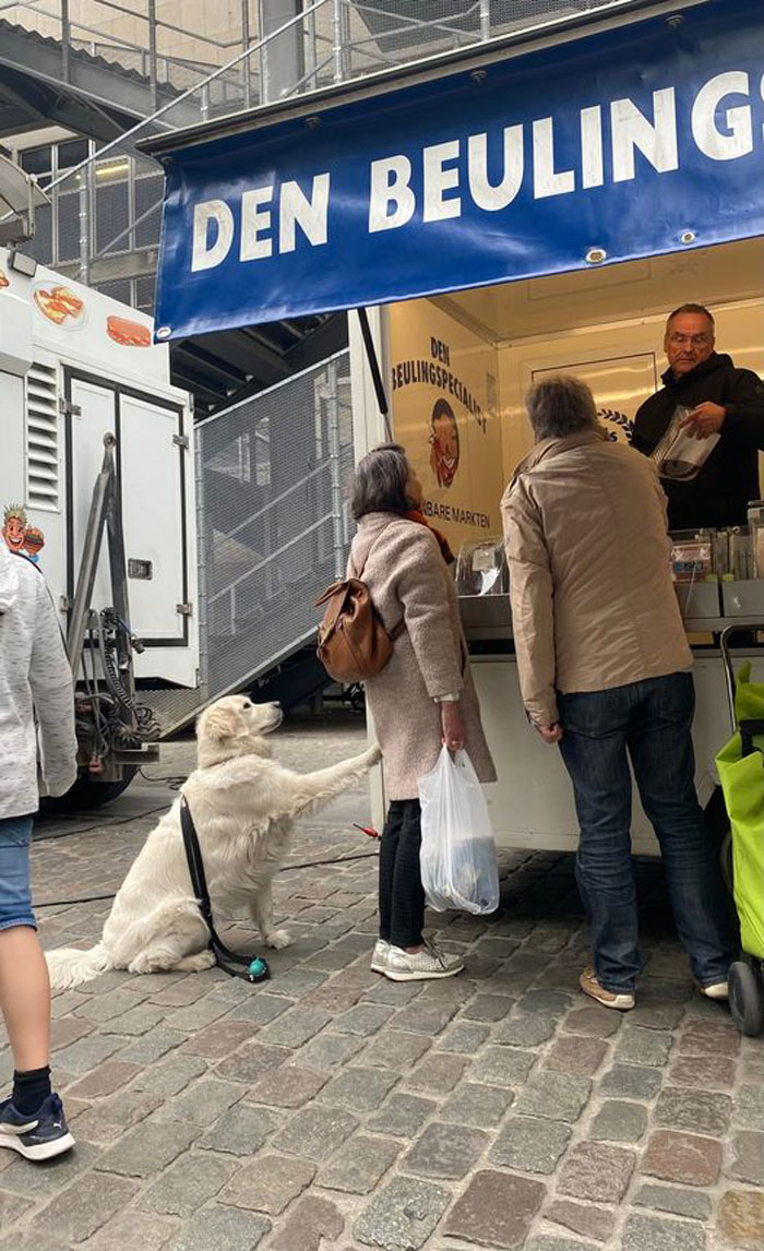Good Boy Who Has Had Enough Of Waiting At The Meat Stand Spotted In Antwerp, Belgium