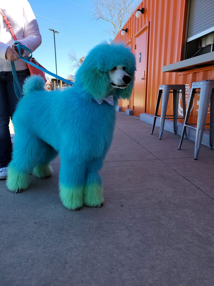 Spotted This Cotton Candy Boy At My Work. His Name Is Gus (His Mom Is A Competitive Groomer And Uses Pet Safe Dye)