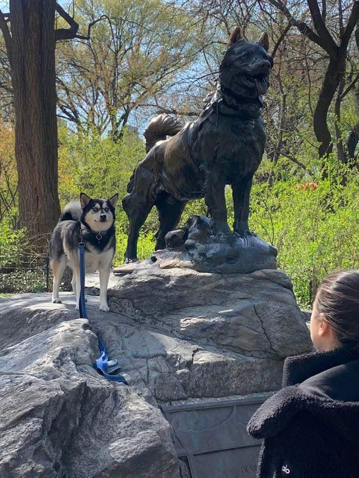 Two Central Park Heroes And Good Bois! The Statue Is Of Balto. He Was A Sled Dog That Delivered Penicillin To Children