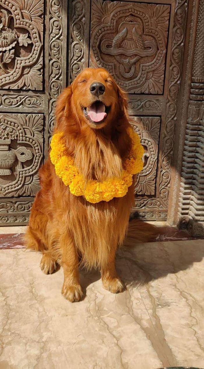 Post cultural. En Nepal, tenemos un día dedicado a venerar y celebrar a los perros llamado "Kukur Tihar", también conocido como Festival del Perro. En este día, los perros de todo el país son venerados con flores, tika, dulces, comida, etc.