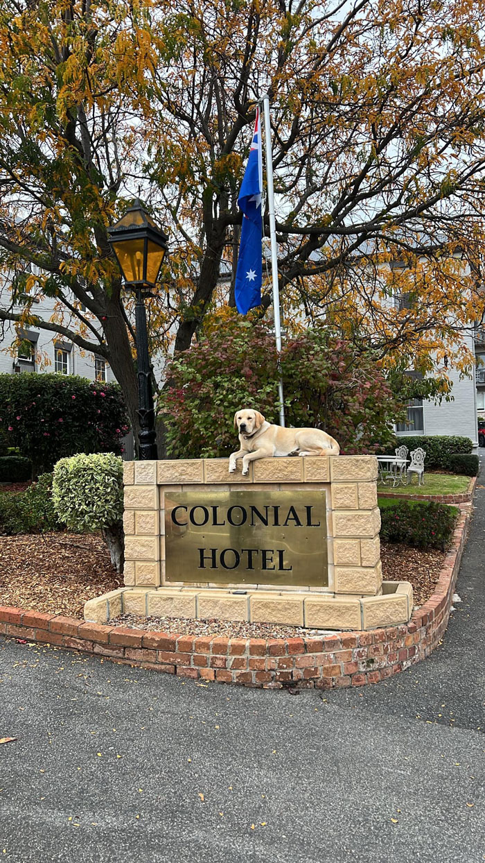 Meet Lincoln, He Takes After His Father Who Also Used To Perch Upon The Colonial Hotel Sign